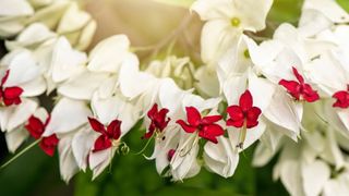 Bleeding Heart Vine