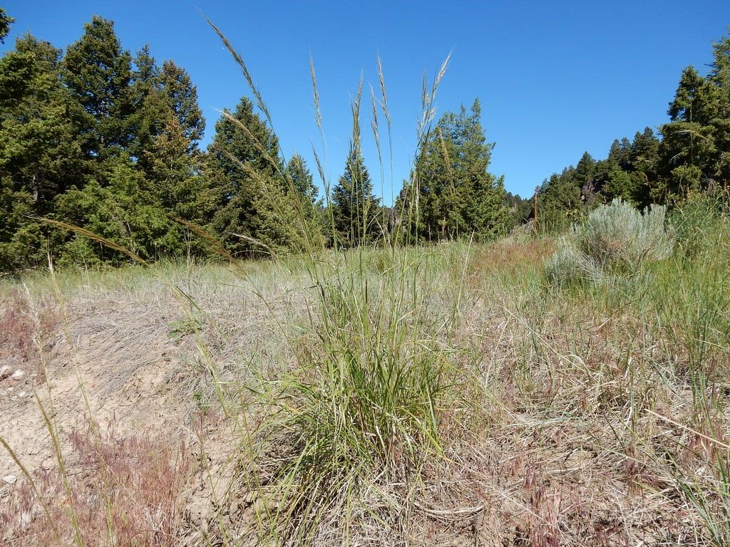 Growing Green Needlegrass Plants