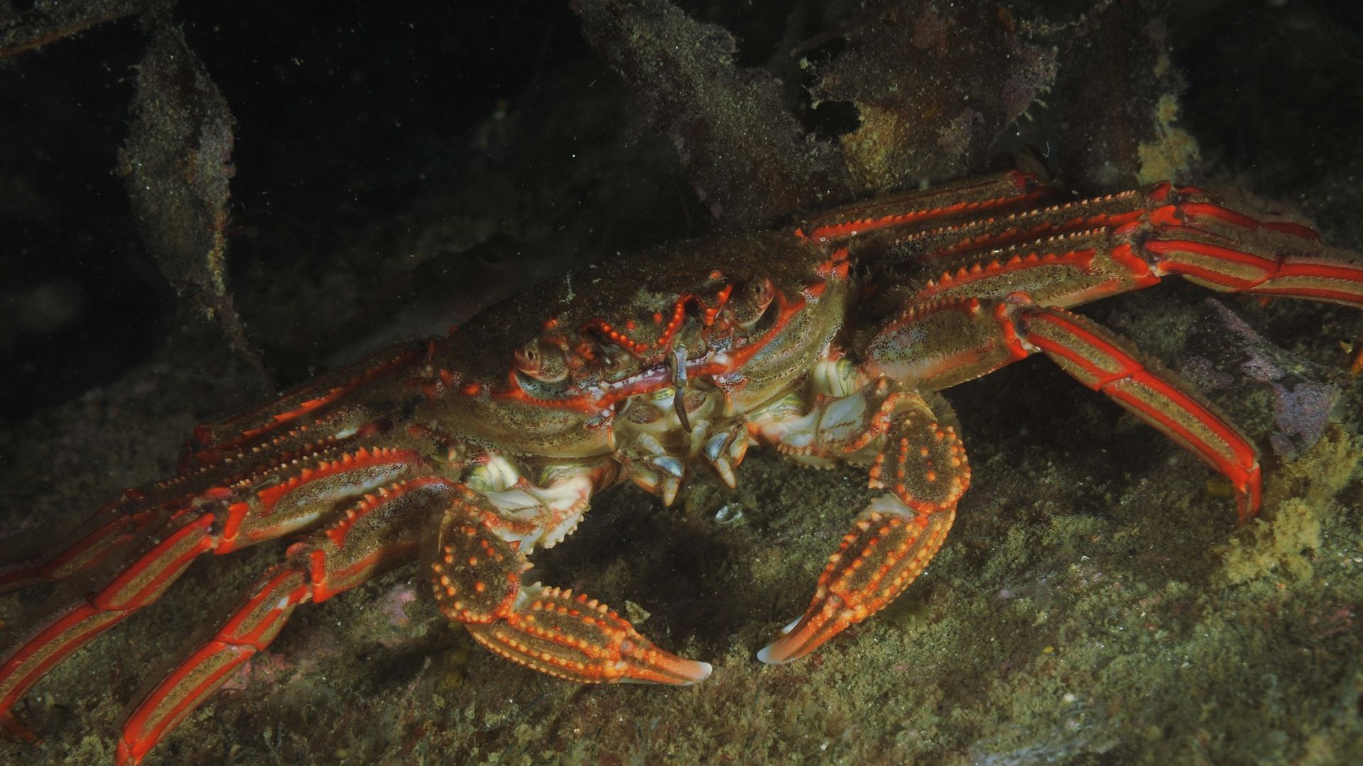 Animal species discovered in the past year | The Week