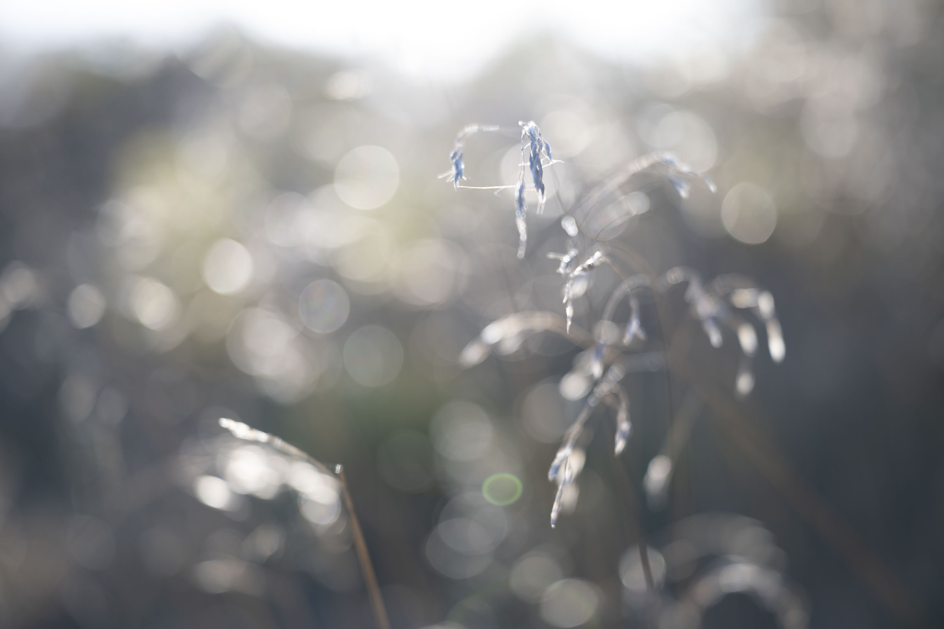 Nikon Z 24-70mm f/2.8 S II sample gallery: close up of backlit long grass 