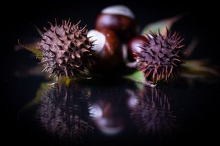 GuruShots – Artistic Still Life