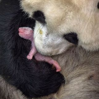 baby panda being held by a bigger panda