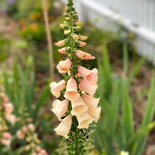 Digitalis Sutton apricot foxglove