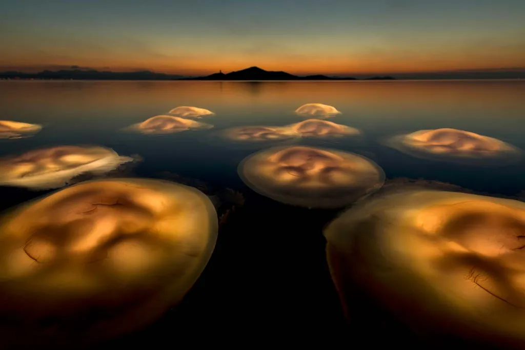  Tác phẩm "Điệu ba lê Medusa" (Medusa ballet) giành chiến thắng chung cuộc tại giải thưởng Nhiếp ảnh gia của năm về Đời sống hoang dã năm 2021, được chụp bởi Angel Fitor Nhiếp ảnh gia của năm về Đời sống hoang dã