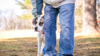 Owner petting dog