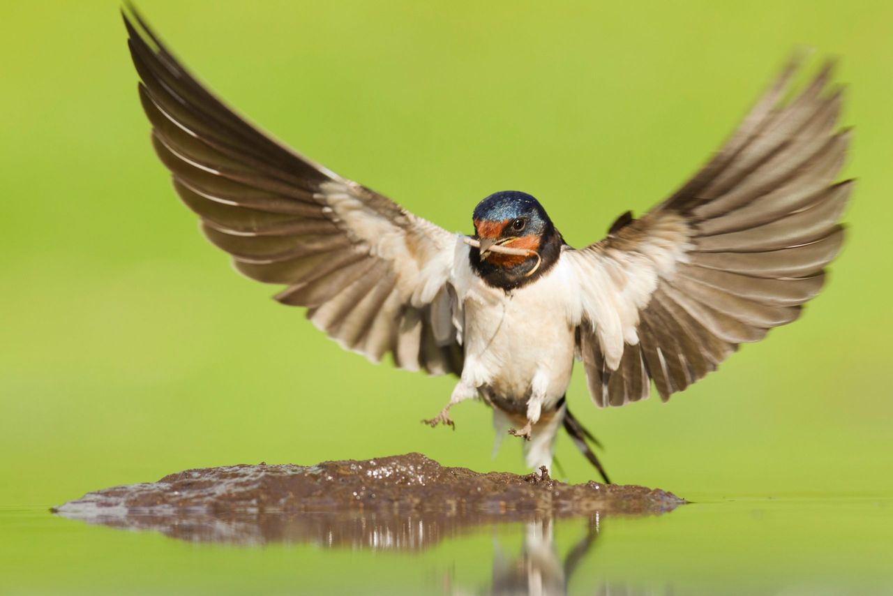 Barn Swallow