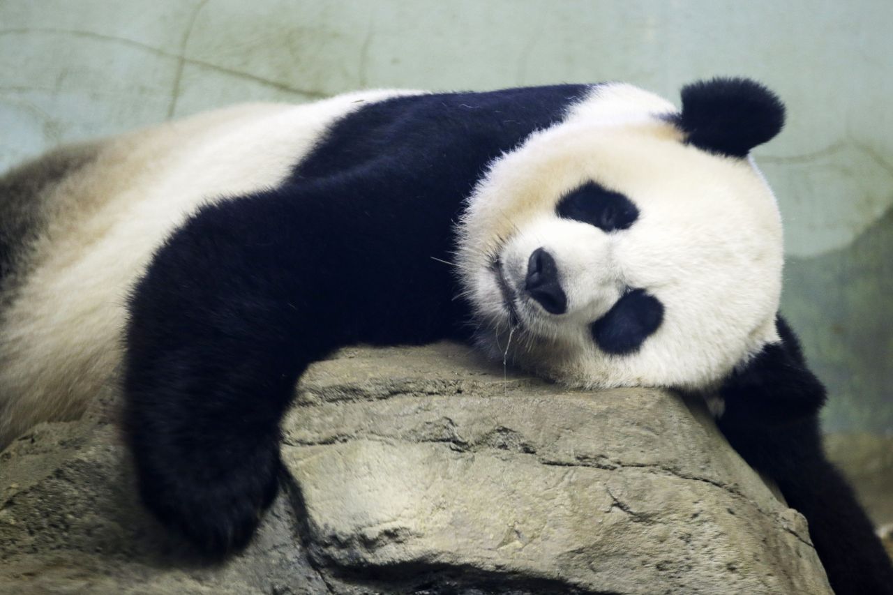 Mei Xiang.