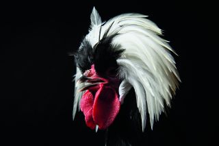 A White Crested Poland chicken