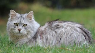 close up of a grey cymric cat in the grass
