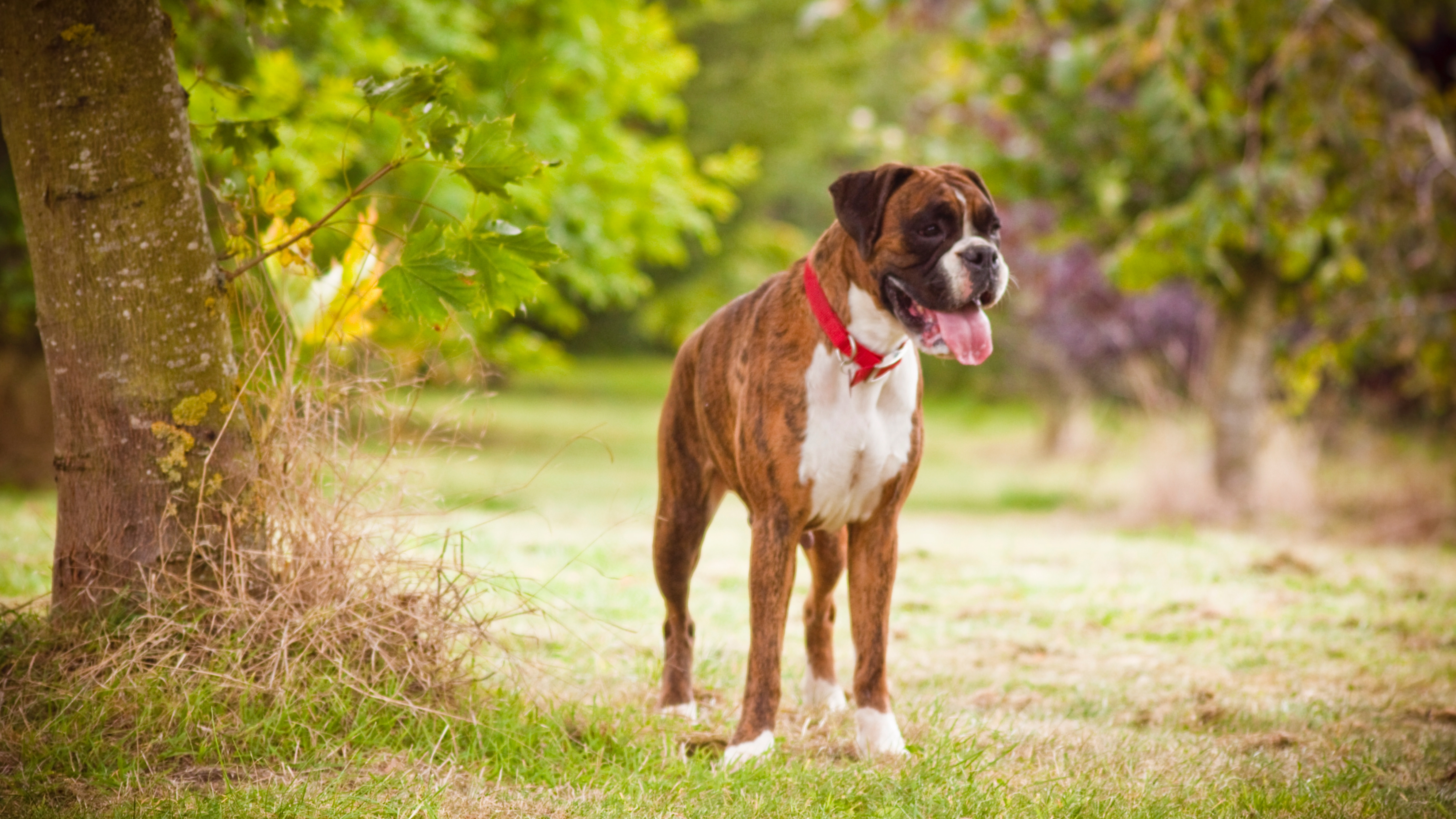 Boxer dog
