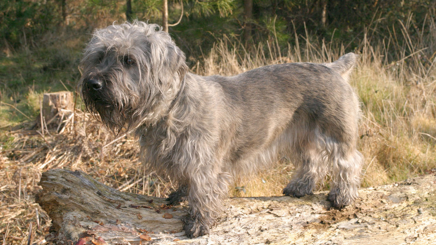 Glen of Imaal brindle dog on a log