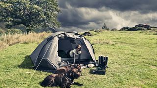 Labradors outside tent, camping