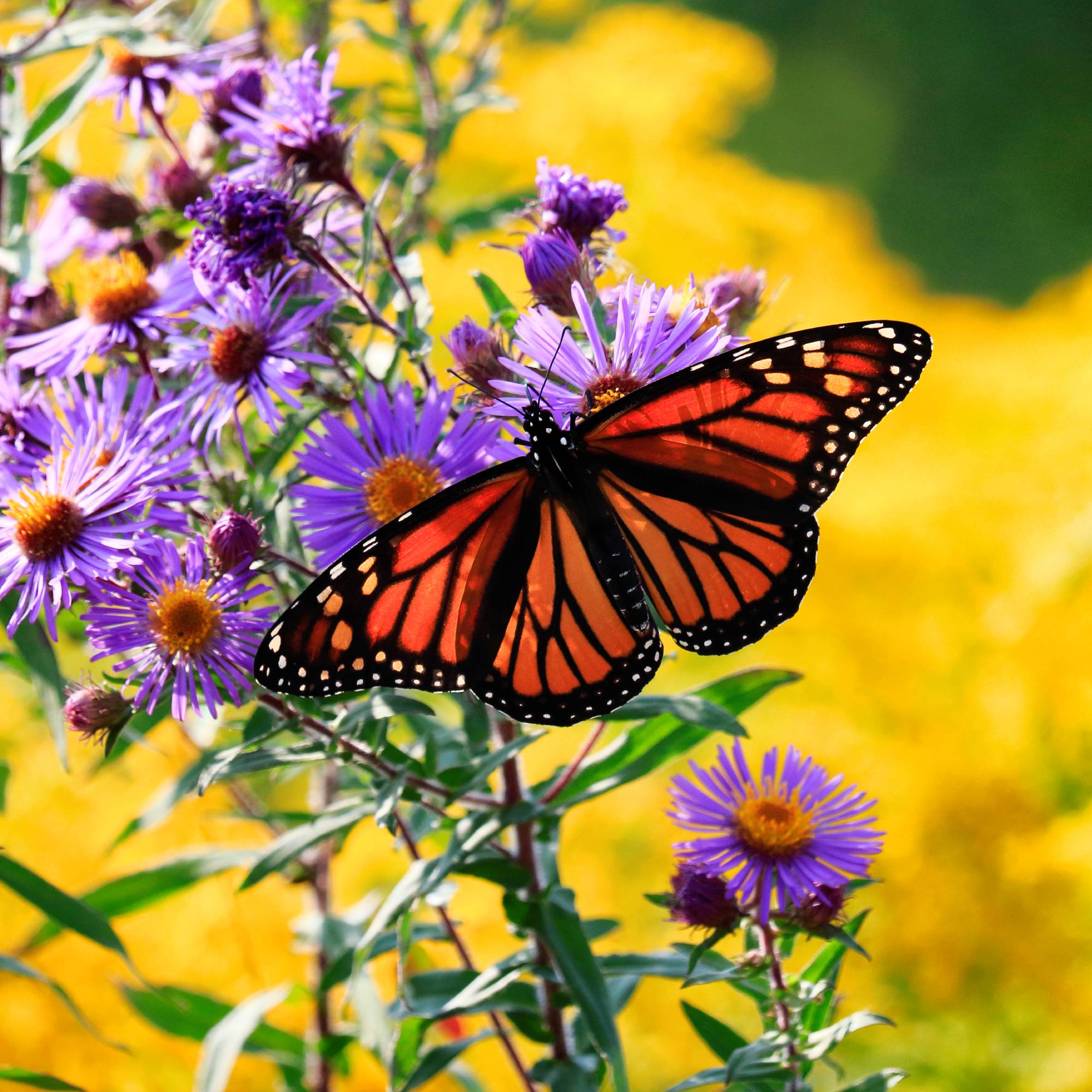 Monarch butterfly on purple asters