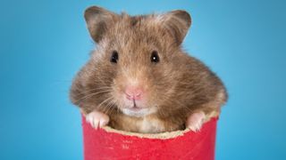 Home photography ideas: How to take great photos of hamsters using flash