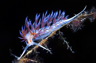 This nudibranch (<em> Cratena peregrina</em>) won third place in the animal portrait category. It was taken by Nicholas Samaras of Greece in Chalkidiki, Greece. This species is distinguished by two bright-orange marks at the base and tip of each of its te