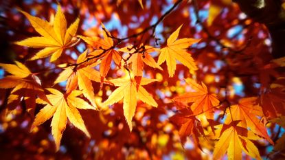 Fall Equinox 2022: Golden autumn, stock photo of leaves.