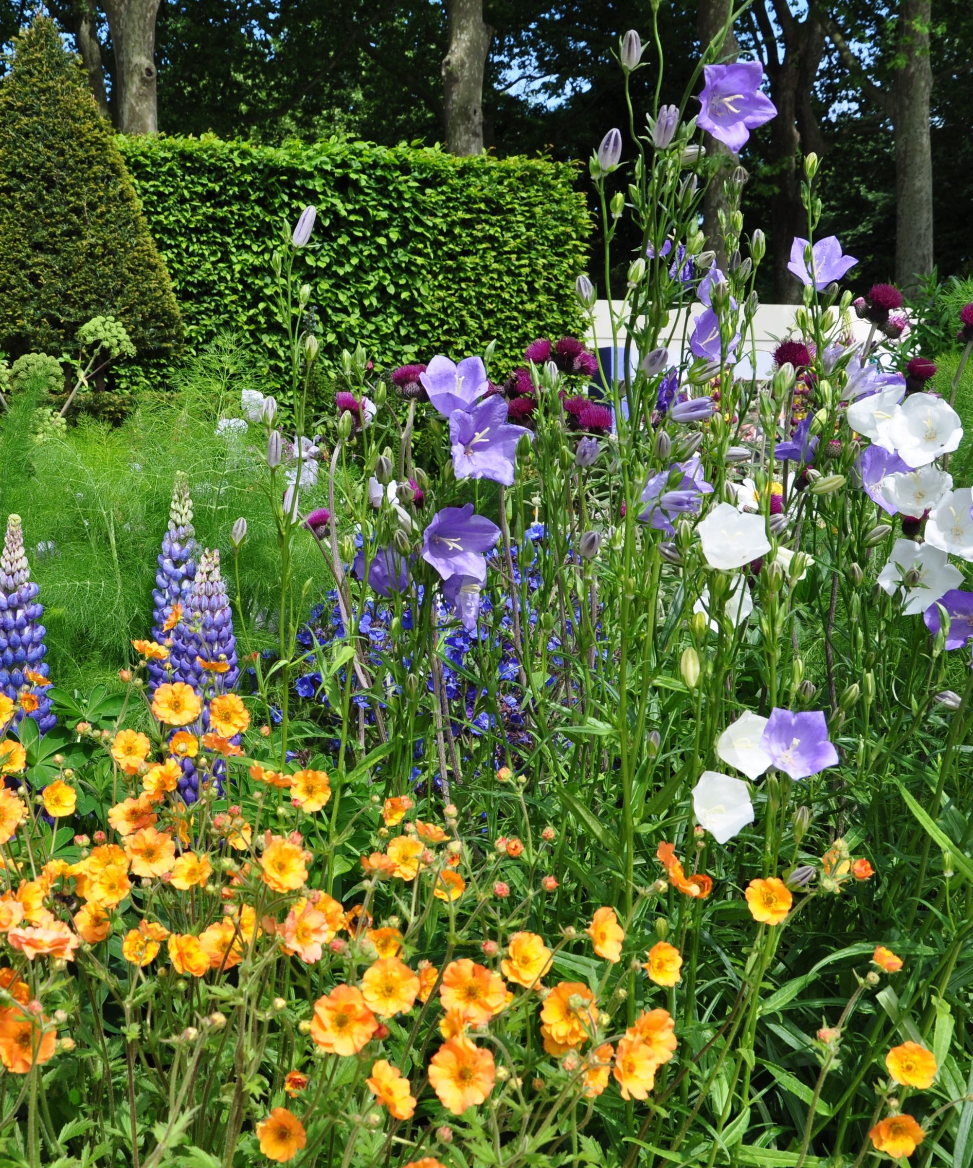 Bellflowers planted in a beautifully colorful mixed border with Lupins, geums, fennel and ammi