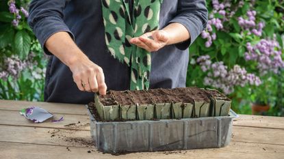 Sarah Raven sowing seeds into seed trays