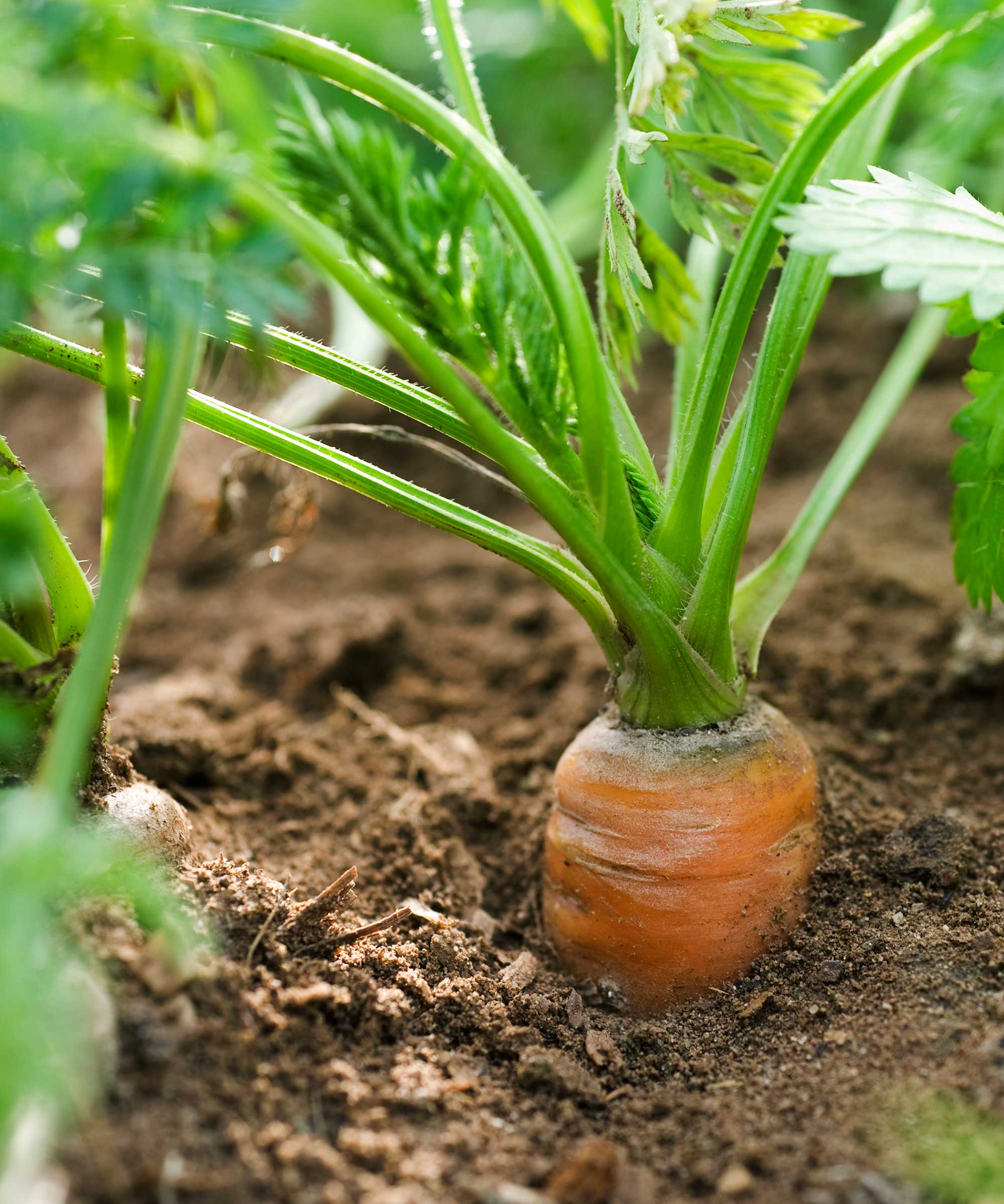 close-up of carrot growing