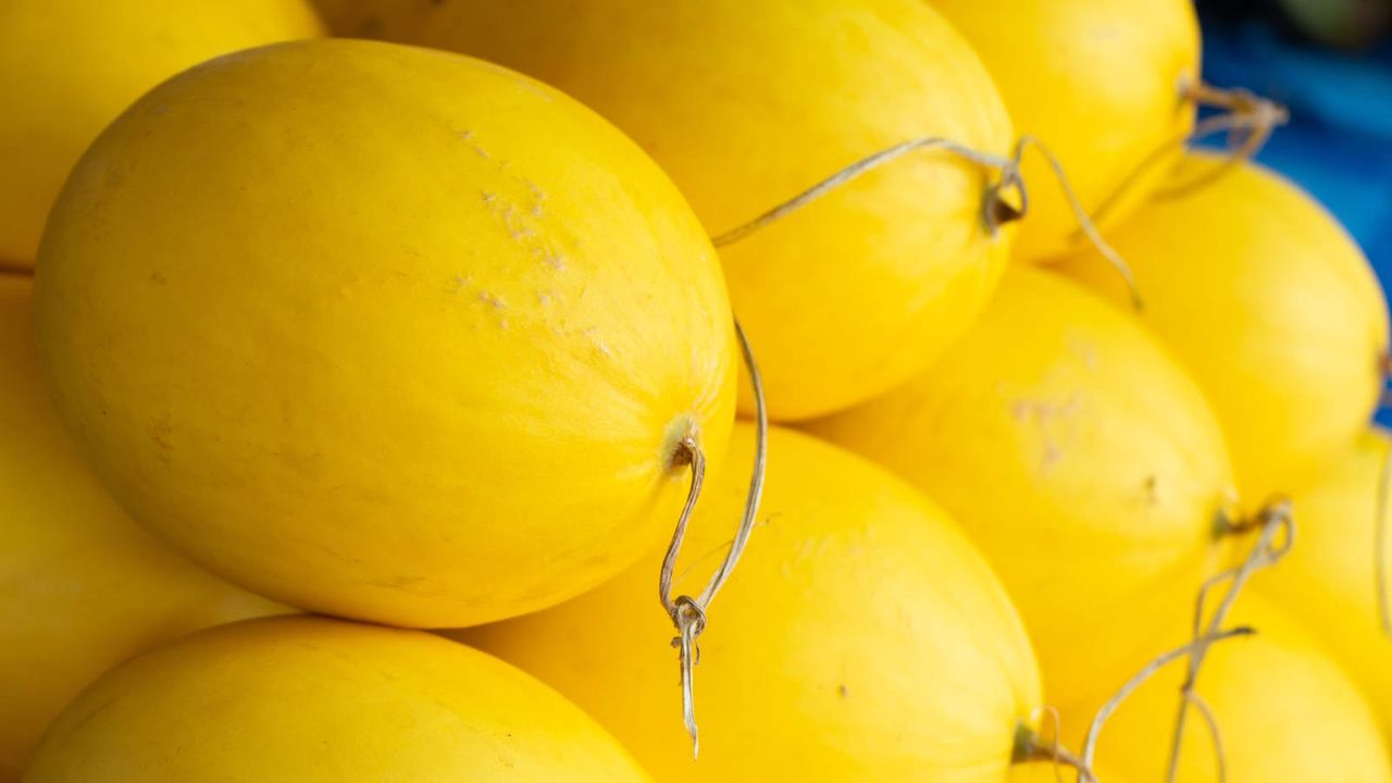 Fresh harvested spaghetti squash stacked on a market stall