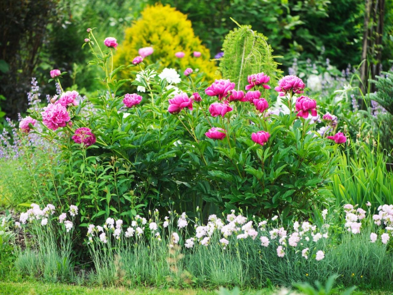 Pink Peony Plants