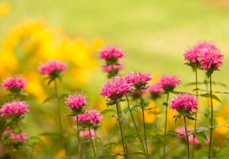 Bee Balm Plant Flowering