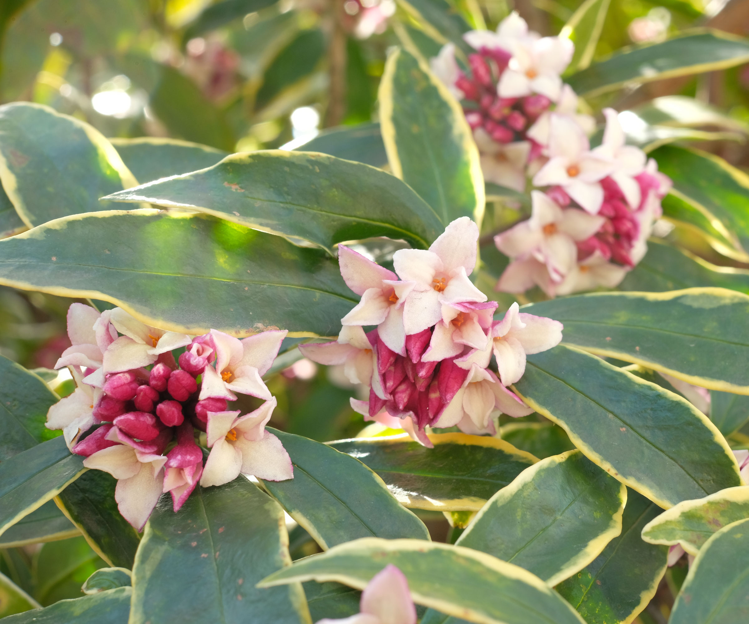 daphne shrub with pink and purple flowers