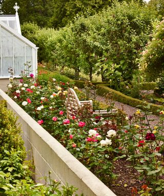 Flower garden ideas featuring white, red and pink roses and a wooden bench overlooking a gravel pathway.