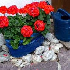 The area around the house is decorated with red geraniums in pots and watering cans
