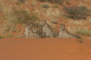 Cheetahs in desert