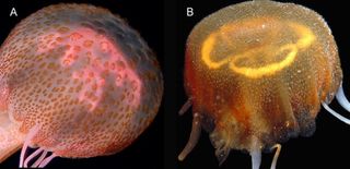 Striking differences between Pelagia noctiluca (A) and the new Pelagia benovici (B).