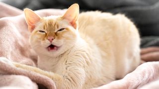 Cat mid sneeze