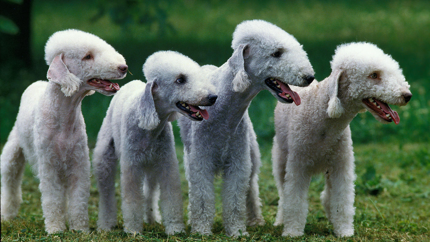 Four Bedlington terriers