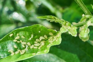 how to get rid of aphids on plants