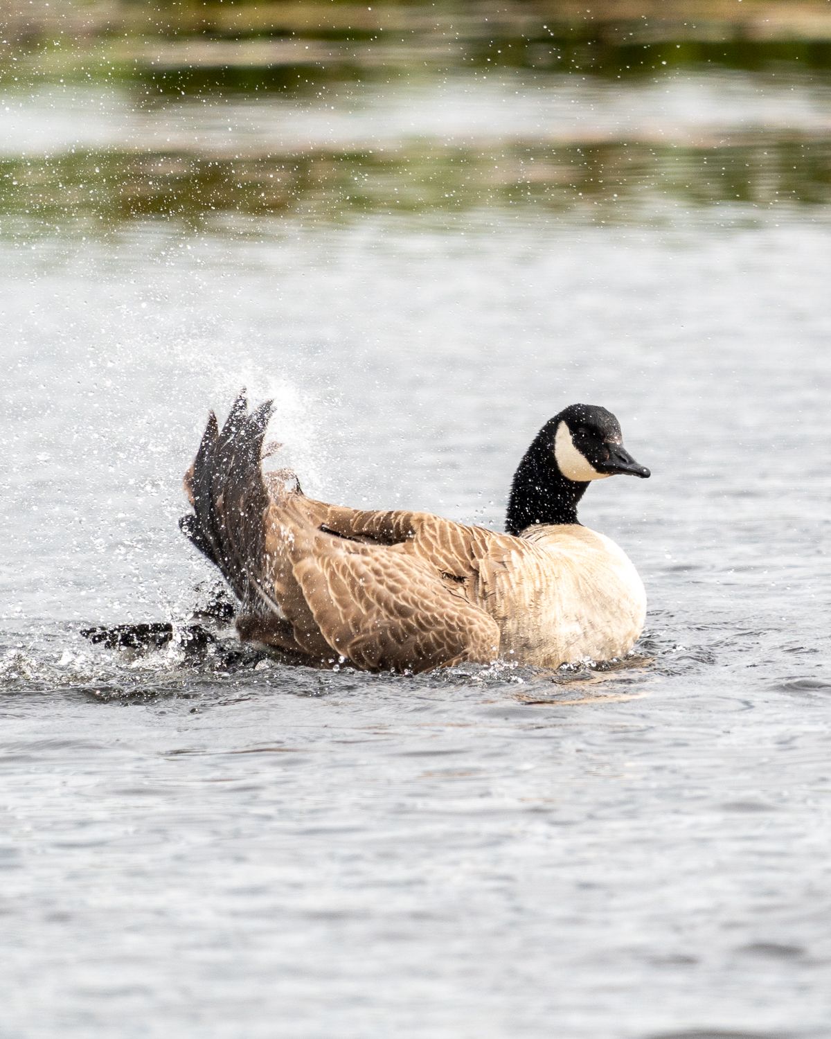 canada gose splashing on a pond