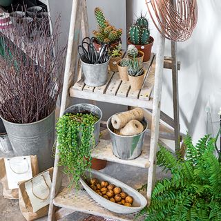Wooden stepladder in garden with tools and collection of succulents in pots