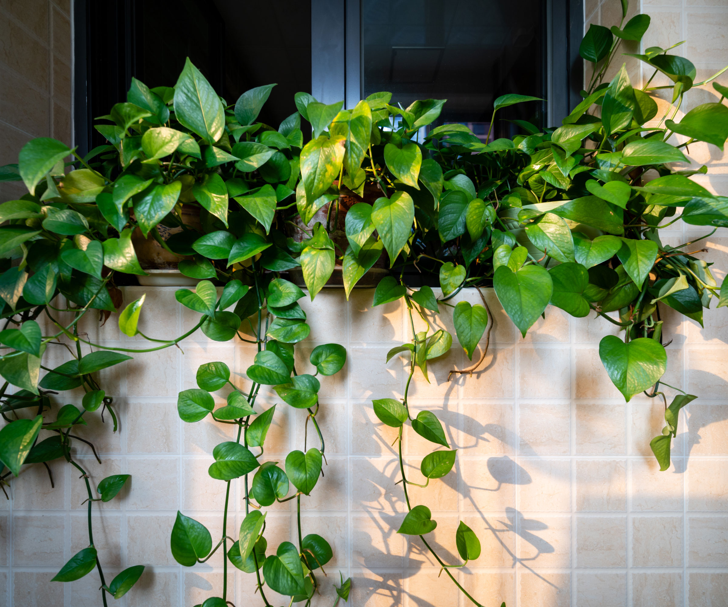 pothos plant with trailing stems against pale bathroom tiles