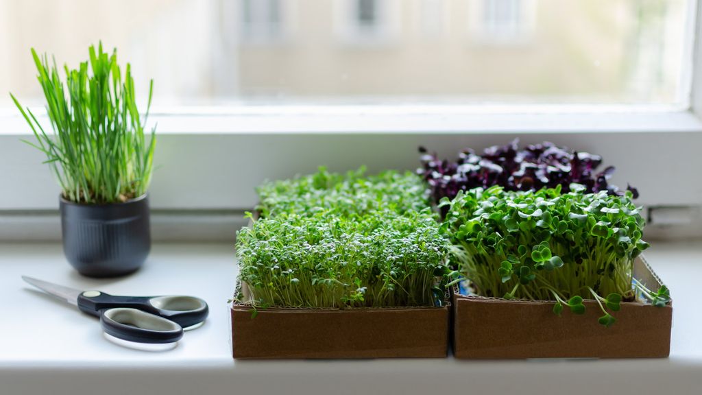 View of The Easiest Microgreens to Grow for Harvests in Small Spaces | Homes ...