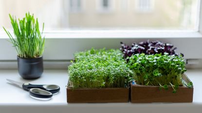 Four different types of microgreens are growing on a windowsill. Alongside sit a pair of scissors for harvesting them.