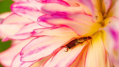 Earwigs on a bright and colorful flower