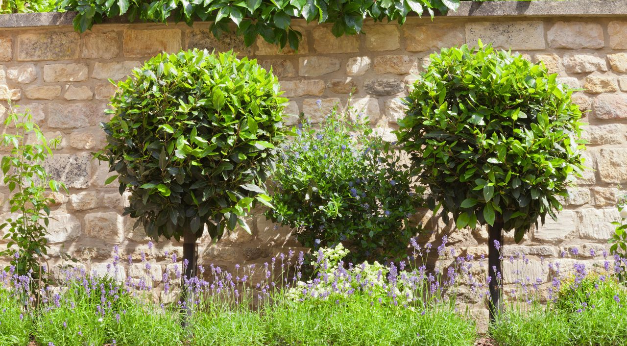 two laurel trees planted in a backyard 