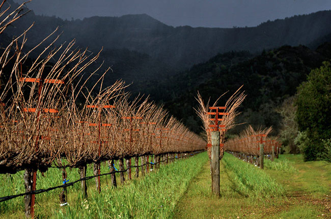 California vineyards