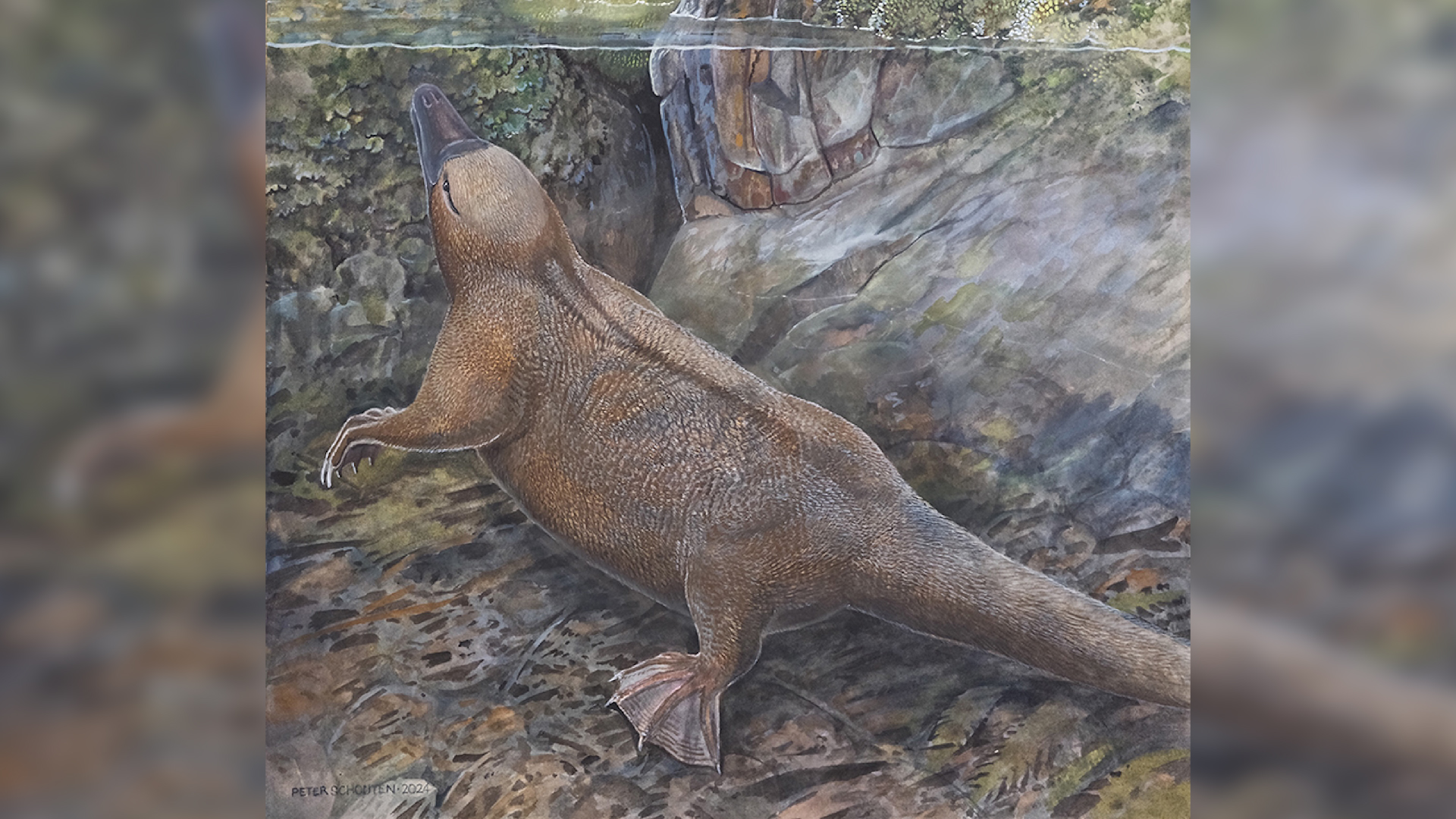 an illustration of Kryoryctes swimming underwater