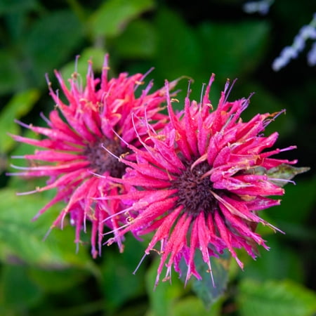 Direct Gardening Sugar Buzz Berry Bee Balm Pink Flowering Perennial Starter Plant, 1 Per Offer