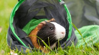 Guinea pig using tunnel toy outside