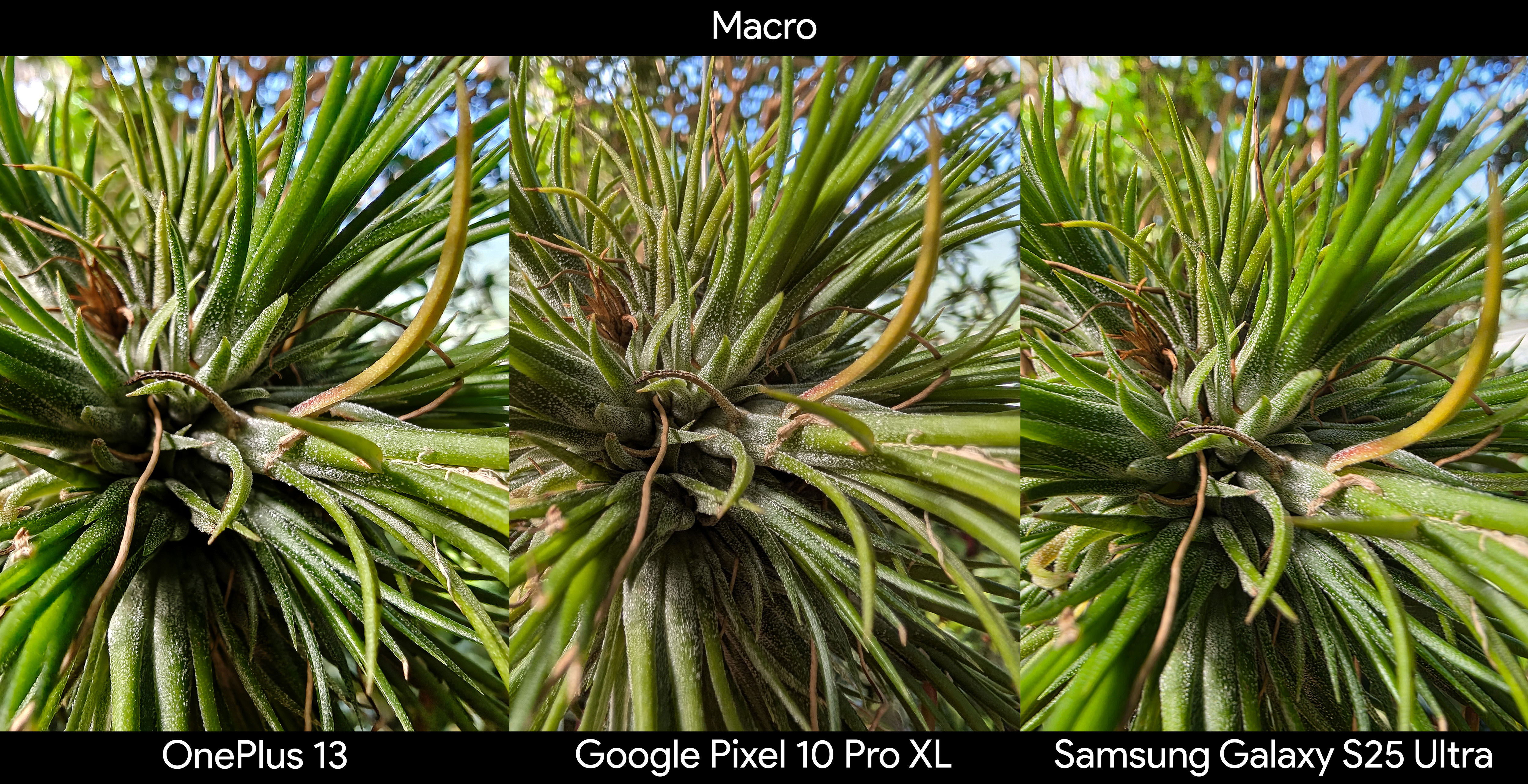 Comparing a macro shot of a tillandsia between the Google Pixel 10 Pro XL, Samsung Galaxy S25 Ultra, and OnePlus 13