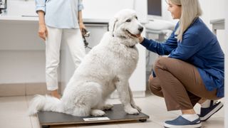 Large dog getting weighed