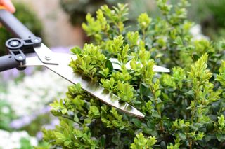 pruning a boxwood hedge
