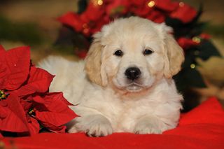 golden retreiver puppy sitting on red blanket by poinsettia