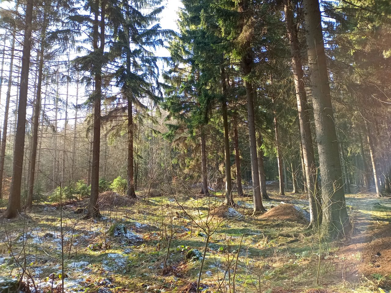 Wald aufgenommen mit Wiko View 5